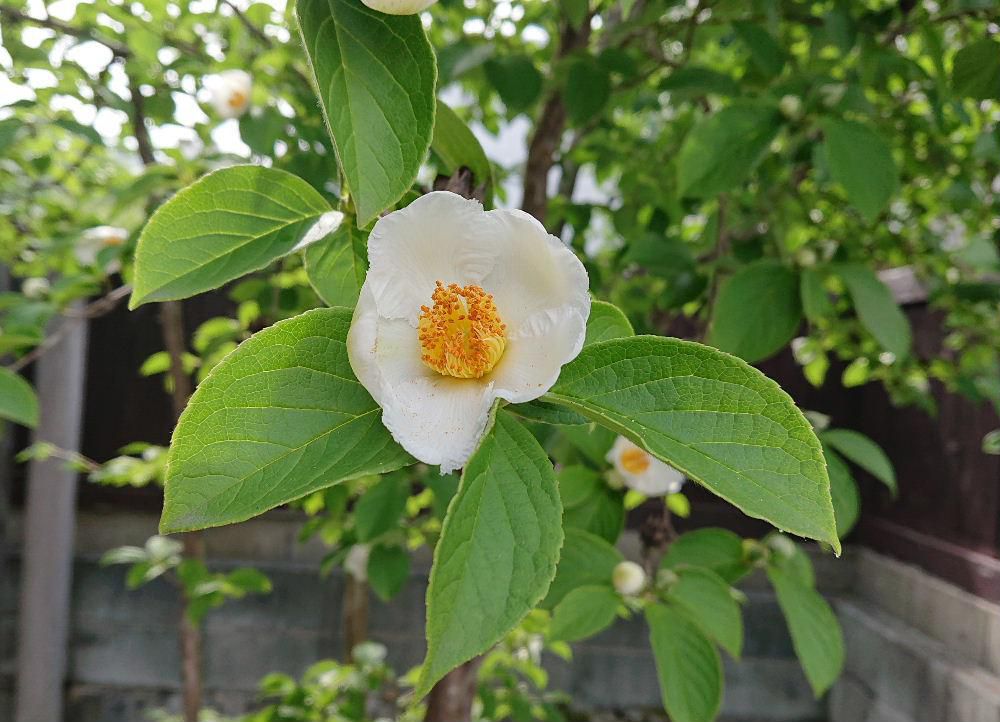 ツバキににているが夏に咲くので「夏ツバキ」とよばれている白い花が咲いています　別名「シャラノキ」とか「シャラ」とも呼ばれています　花は６月から７月初旬といわれていますのでちょうど今が見ごろでしょうか　冬の椿とはまた違った雰囲気のツバキです