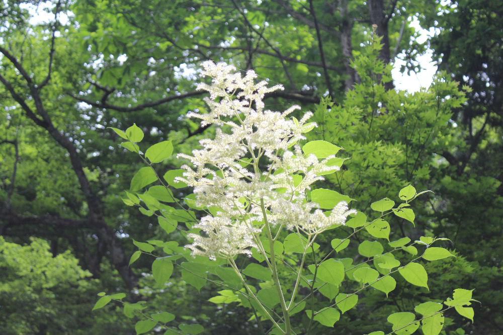 小滝のくぐり滝の近くで「ヤグルマソウ」が咲いているのを見つけました　大きな５枚の葉は矢車の羽に似ていることから付いたと言われているそうです　NHKのみんなの歌で芹洋子が１９７４年に「矢車草」を初夏の情景を叙情的に歌っています　葉の先に真っ白な花がススキのようにさいていました