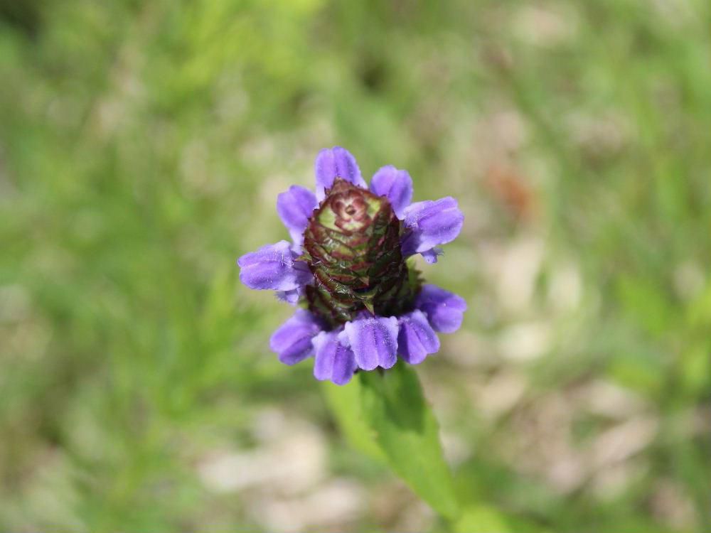 昨日紹介した野草の一つウツボグサが紫色の花をつけていました「靫（うつぼ」とは　 武士が矢を入れて持ち歩いた用具のことで　長い竹かごで作りその外側を虎や熊 猿などの毛皮や 鳥の羽根で覆ったものだそうです　花穂の形がこのウツボににていることからついたといわれています　生薬で利尿や消炎作用があるとされています