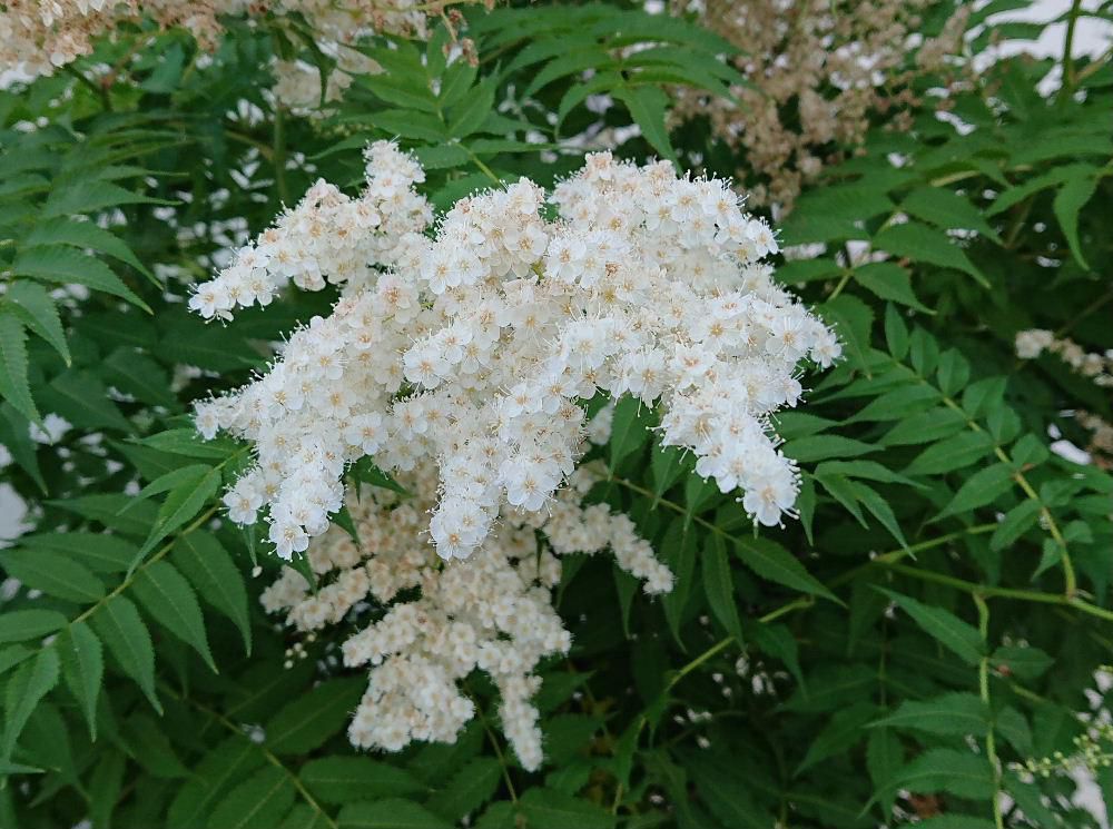 あまりの暑さに早朝散歩をしています　真っ白な花を咲かせている「ニワナナカマド」が咲いていました　朝でしたのでとても爽やかな気持ちになりました　この花とよく似た「ホザキナナカマド」とありますが　よく見ると花や葉っぱがどこか違っています