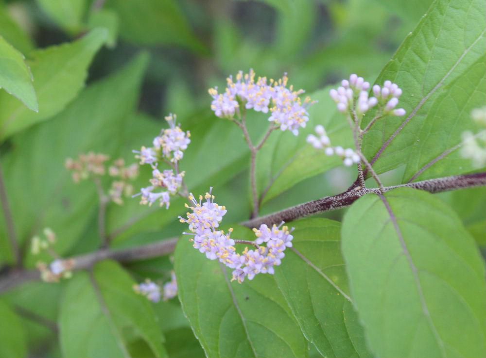 庭の「コムラサキシキブ」が薄紫色の５ｍｍほどの小さな花を付けています　秋には小さな紫色の実を付けてくれます　この花が実をつけることの不思議さを感じています　草花は次の世代に命をつなぐ様々な営みを教えてくれる貴重な場でもあるのです