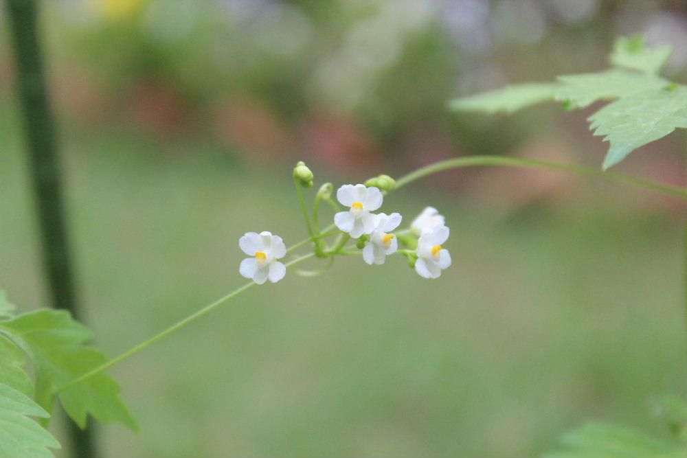 今日も小さな花を紹介します　秋になると緑色の風船のような袋の中に変わった実を付けます　でも花は5ｍｍほどの小さな白い花で黄色のめしべが見えます　昨年収穫した種をまいて育てたのですがグングンとつるを伸ばしています　種を蒔き芽がでるのが楽しみで花が咲くと一層その喜びが増してきます　種から育てるって面白いですよ