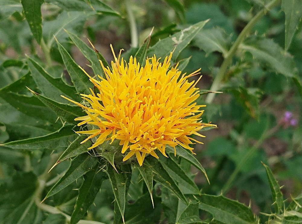 山形県の花「ベニバナ」がそちこちの畑に咲き始めました　山形市で紅花祭りが行われたことが報道されました　トゲがあり決して鮮やかな花ではありませんが山形県の経済を支えてきた花であまりにも知られすぎている花です　この花が鮮やかな紅色に変わることが不思議でなりません