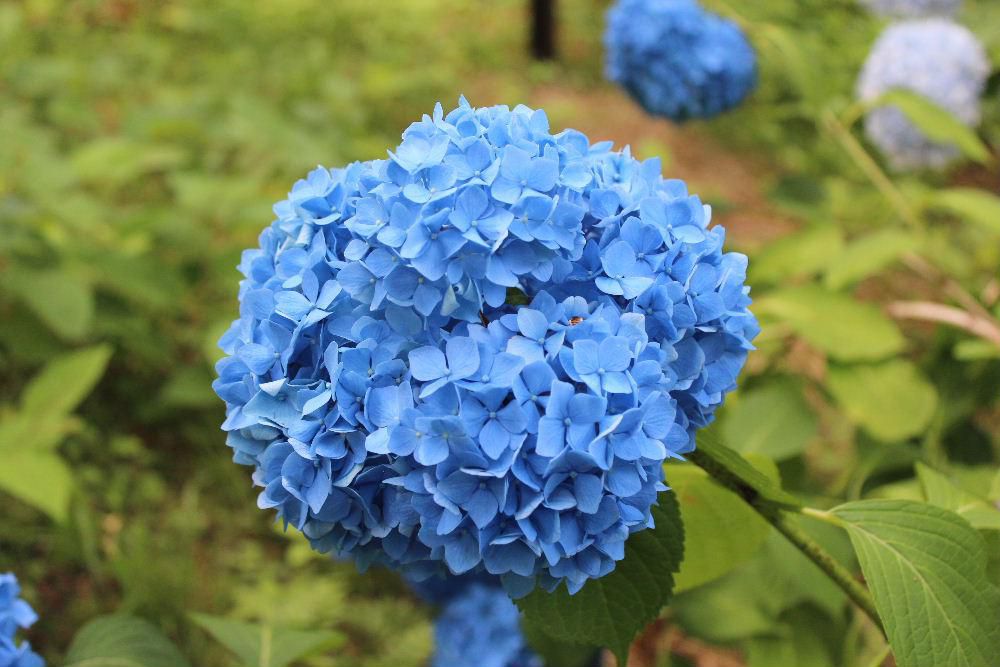 梅雨の時期に咲く「アジサイ」が烏帽子山公園で今を見ごろと鮮やかに咲いています　ムラサキや青、赤紫、白など色とりどりに道を飾っています　梅雨の時期のように雨が降り始め「アジサイ」の季節にピッタリの空模様です　気晴らしに散歩はいかがですか　いつもの年だったらまだ梅雨が明けきらない時期だと思いますが例年になく短い梅雨の時期で暑い日が続いています 熱中症にご注意を