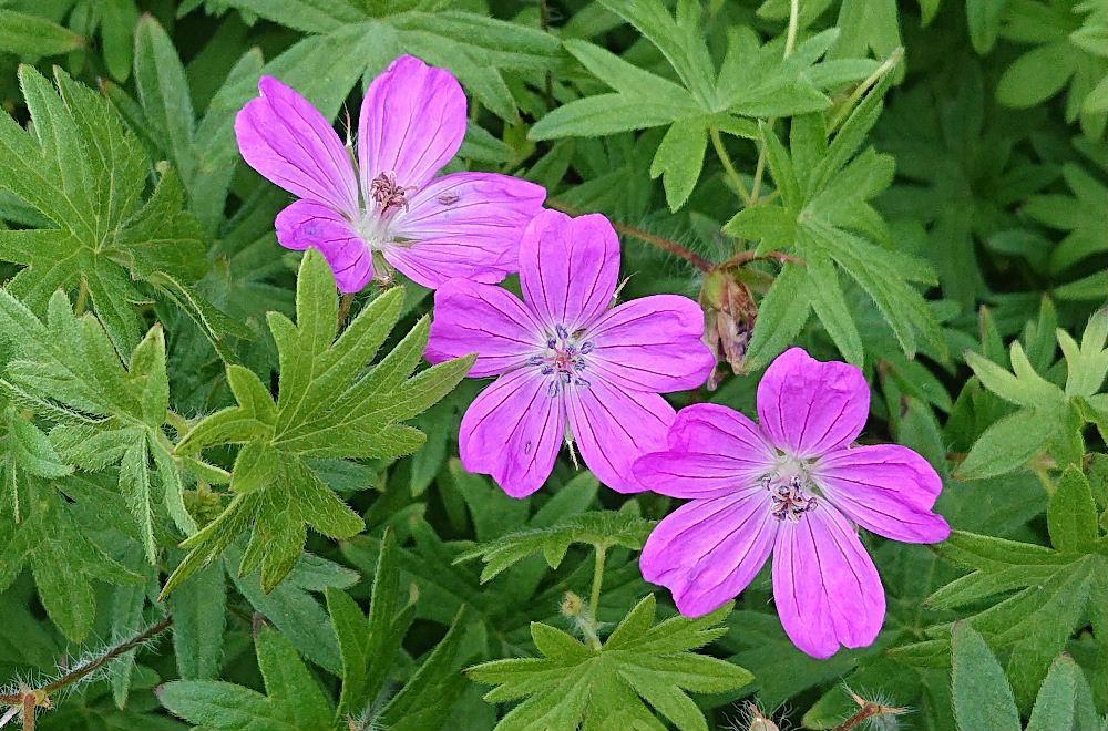 初夏のコスモスともいわれいる「アケボノフロウ」というピンクの花が咲いています　鮮やかなピンクでひときわ目立ちます　こんなに暑い日が続きますがよく咲いていますねえ