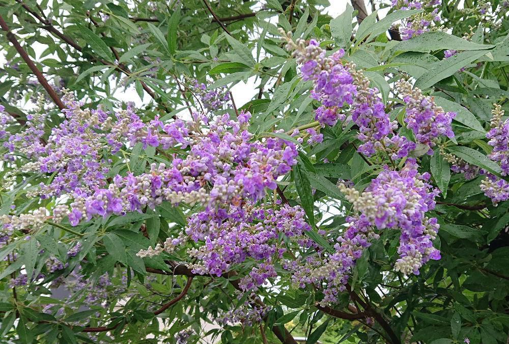 散歩中に見つけた花をネットで調べてみると「セイヨウニンジンボク」という変わった名前がヒットしました　セイヨウと名がついていますが南ヨーロッパから中央アジアが原産地だそうです　いつの頃からか観賞用になって庭にも植えられている落葉低木だそうです　皆さんの近所にもうえられていませんか