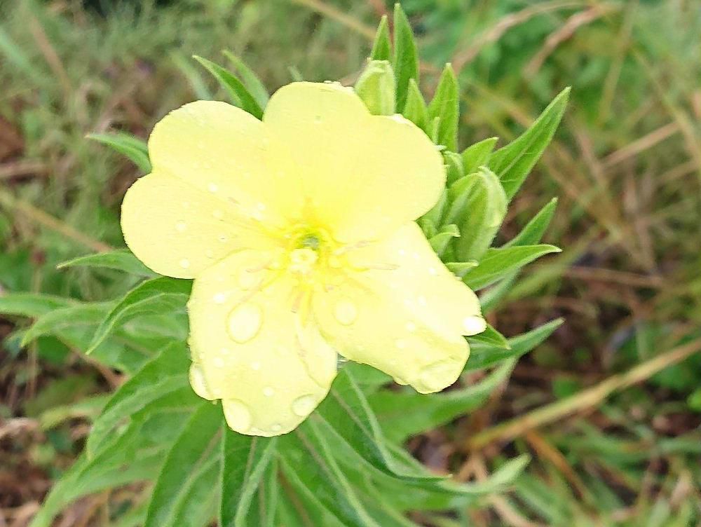 道端に春から晩秋まで咲き続けている黄色「マツヨイグサ」がそちこちに咲いています　花をじっくりと観察してみると爽やかな黄色の花で雑草とは思われない可憐な花です　園芸用に育てられているものもありますが散歩しながら雑草や野草を眺めて歩くのもわるくありません