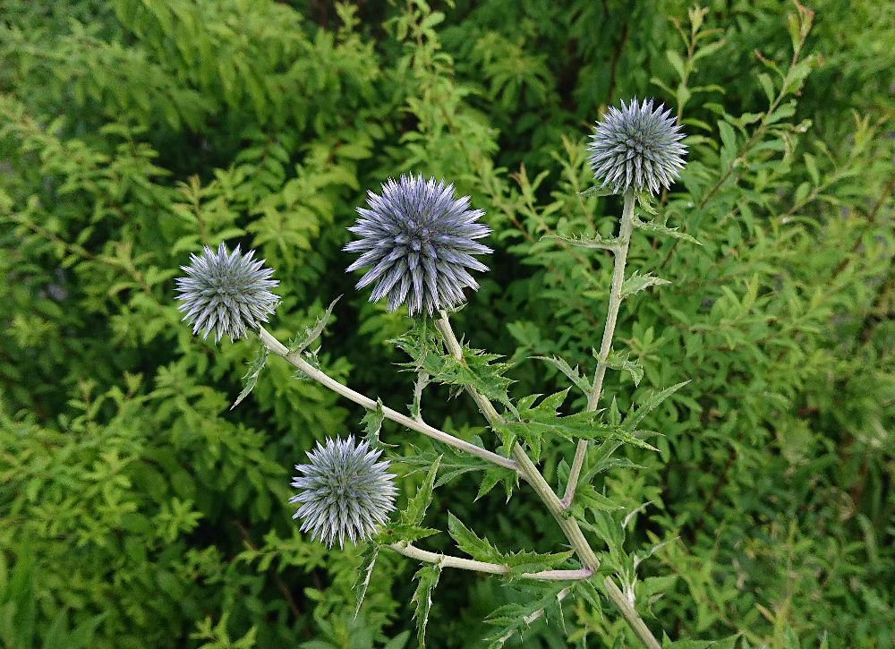 市内赤湯の表町の通りの花壇に鮮やかな青色の花を見つけました　宝石のような丸い「ルリタマアザミ」という名前の花でまさに瑠璃色のような花です　花の形は確かにアザミのようですが今までに見たことがないような色で思わずカメラを向けて撮影しました　