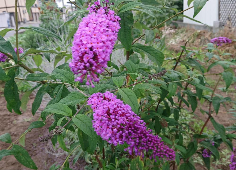 赤紫色のフジの花を立てに伸ばしたような形の花が咲いていました　調べてみると「フサフジウツギ」という名前の花でフジウツギ科の中で大型の花の付きがよいことから付いた名前だと言われています　ウツギは和名で「空木」と書きますが茎や幹が空洞になっていることからついたと言われています