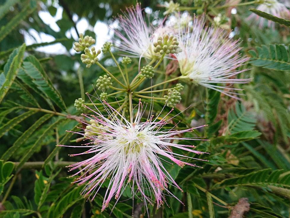「ネムノキ」の花が終わりを迎えようとしています　細い糸のようなピンクの花が初夏を彩ってくれていますが枯れた花も目立つようになりました　夜になると葉が合わさって閉じ垂れさがり眠るように見えることからこのような名前がついたと言われています