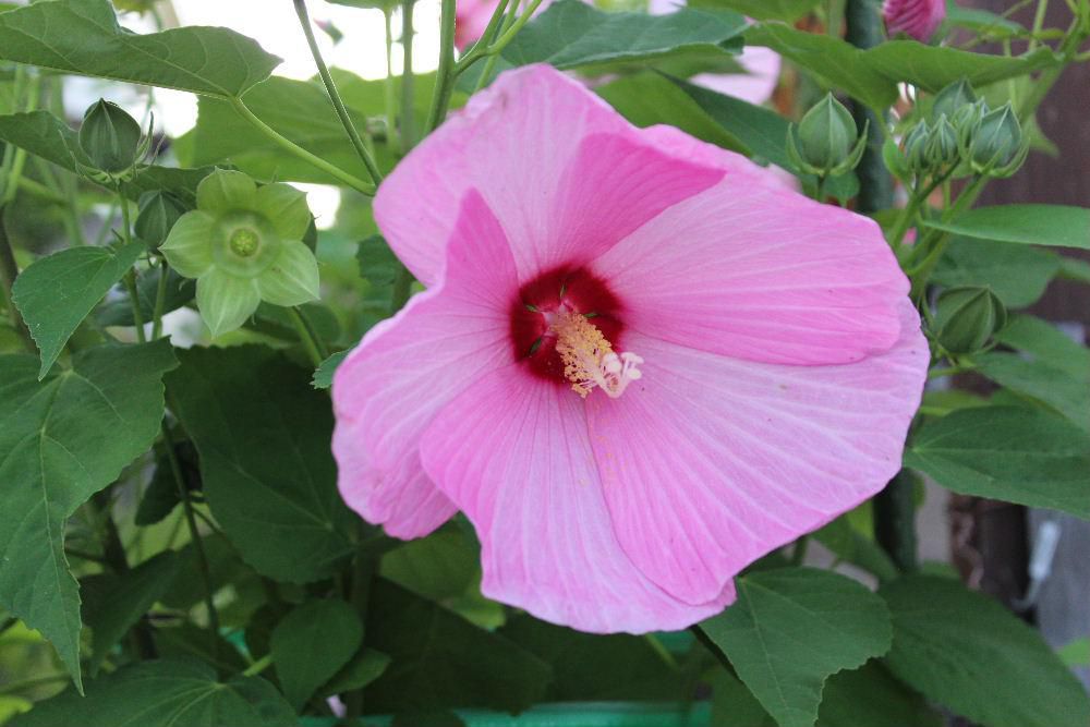 ピンクや白い「フヨウ」が咲いています　夏を代表する花木で漢字で「芙蓉」と書きますが　ハスの美称でもあるとのことです　昔から「美しい人のたとえ」に用いられている花で　美しくしとやかな顔立ちのことを「芙蓉の顔」ともいわれていとそうです