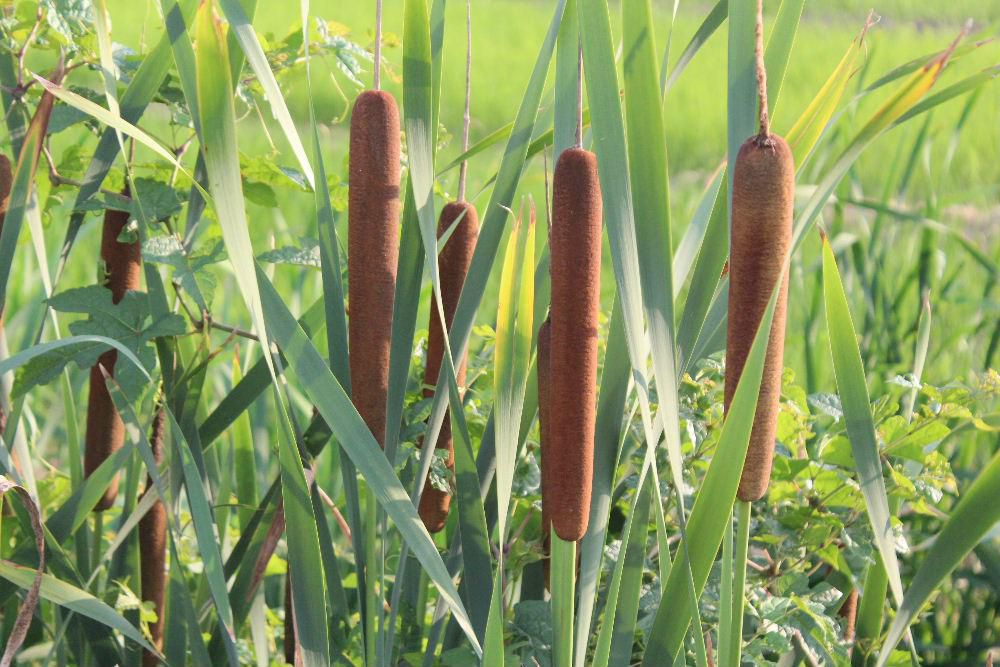 川べりに茶色のソーセージのような形の「ガマ」の穂がきれいに咲いています　ガマの穂は実はガマの花だそうです　秋になると真っ白な穂綿をつけてくれるのですがガマの穂は食べることができるんだそうです　地下茎は天ぷらに　海外ではガマの穂の花粉を混ぜてパンやビスケットこともあるそうです　どんな味なのでしょうか