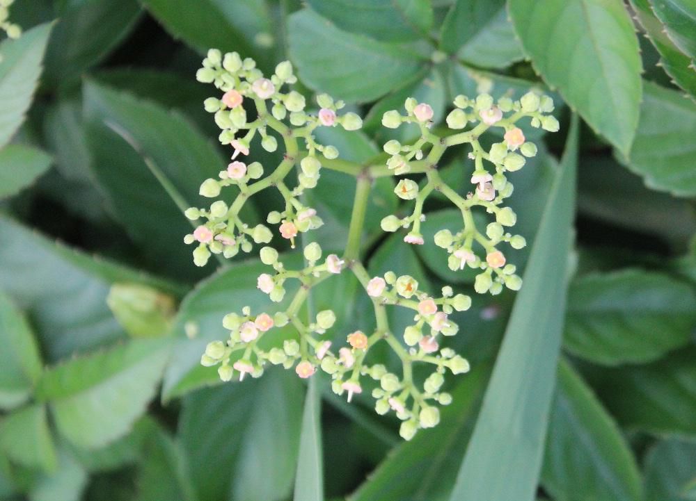 朝から雨が降り久しぶりにちょっと涼しさを感じます　散歩の道ばたに「ヤブガラシ」の小さな白い花が咲いています　つるのように伸びて藪を覆って周りの草を荒らしてしまうことから「ヤブカラシ」と名前がついたそうです　名前に似合わないかわいい花です　