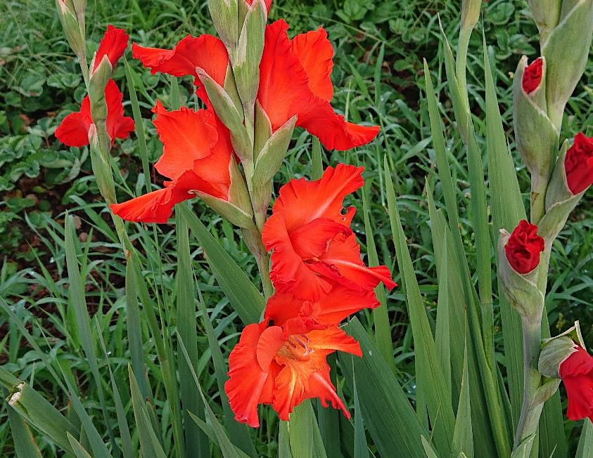 夏の花壇を彩る代表的な花の一つ「グラジオラス」が咲いています　赤だけでなく白やピンクなど様々な色があり暑い夏らしく背をまっすぐに伸ばし花をつけています　この花が終わる頃秋を迎えます