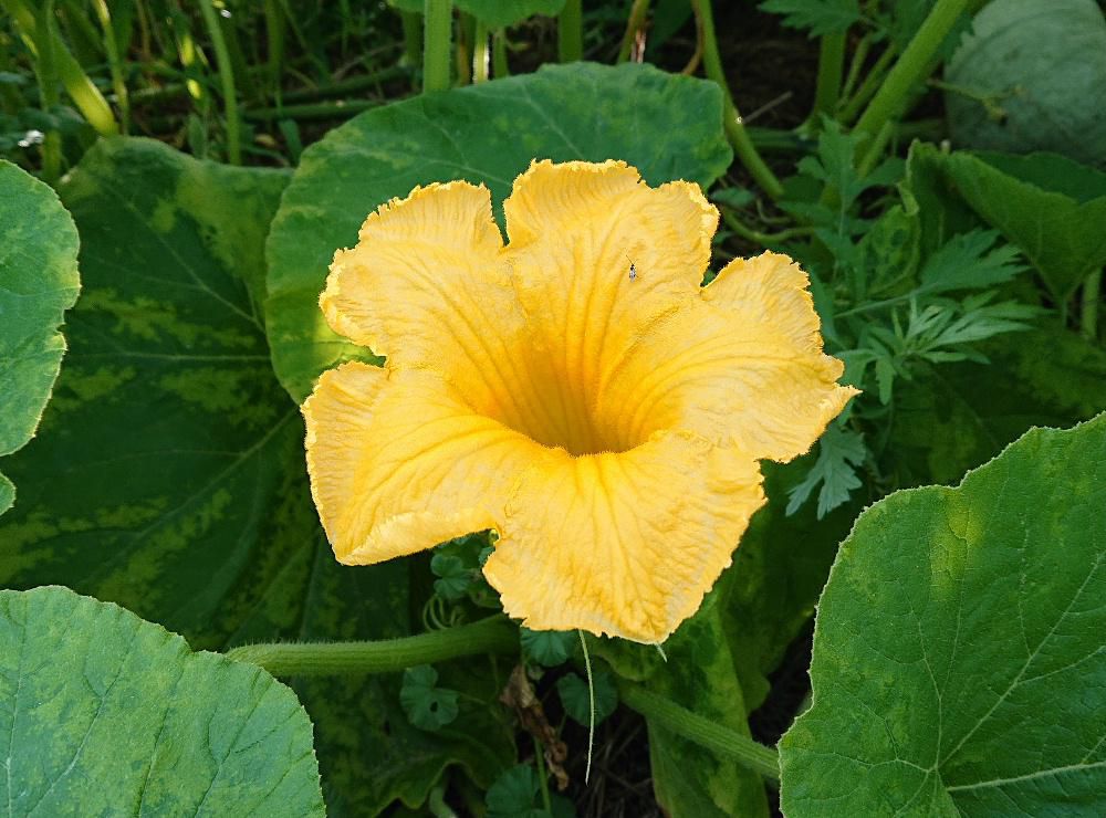 猛暑、大雨と草花にとっては受難の季節ですが夏野菜のいろいろな花が鮮やかに咲いています　中でもカボチャは畑だけでなく土手などにも雑草に交じって花をつけています　秋にはカボチャの実を収穫できるのですがおいしいカボチャでしょうか　夏野菜の花をよく見ると鮮やかな花が多いような気がします