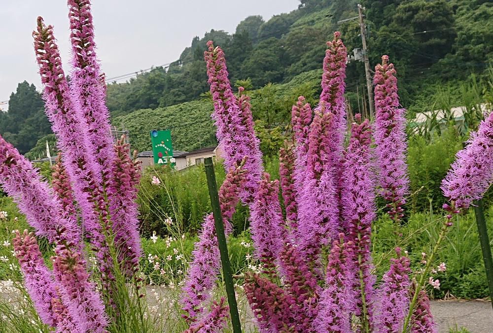 散歩の途中で赤紫色の穂のように上に向かってさいている花を見つけました　図鑑などでみると「リアトリス」という夏の花ではと思われます　でも「リアトリス」は花が上から下に咲いていくと説明されていますがこの花は下から上に咲いていっているようで違うのかなあ　だとしたらなんという花でしょうか　誰か教えてください