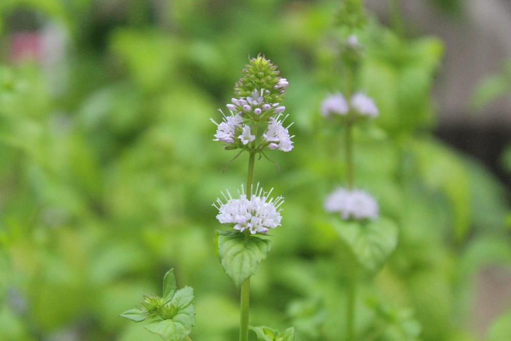 暑い夏にぴったりの「スペアミント」でしょうか花を付けました　鉢植えしていますがきれいな緑で和名は「コショウハッカ」とか「セイヨウハッカ」と呼ばれ、ハーブの一種でメンソールの香りのするミントです　大きくなりすぎて花をつけてしまいました　我が家には３種類のミントの鉢植えがありますがそれぞれに香りが違い楽しいです