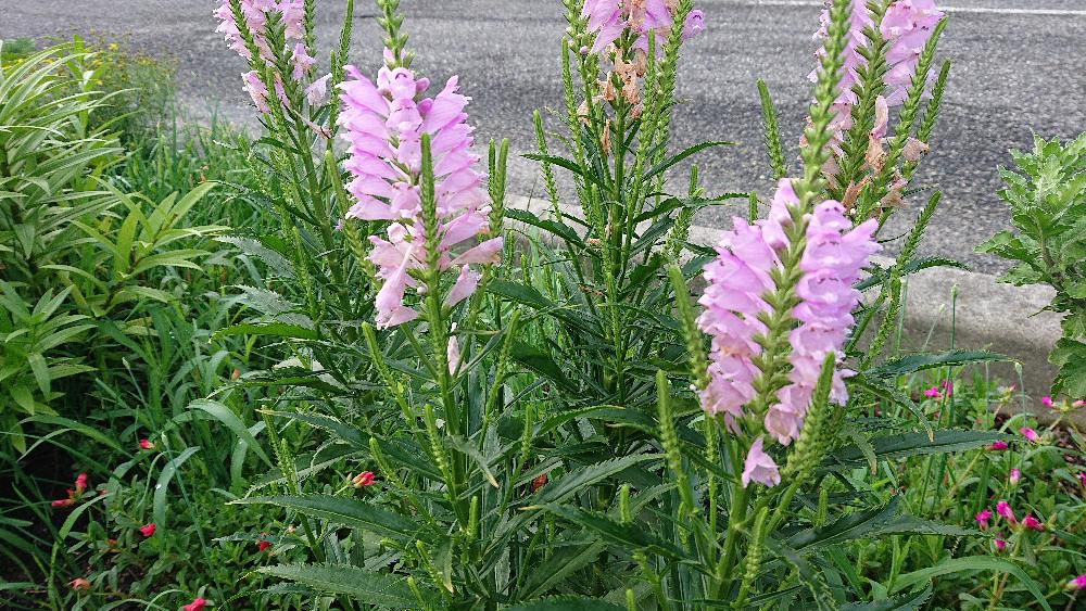 早朝散歩で赤湯温泉表町通りの花壇に「ハナトラノオ」を見つけました　７月から１０月ごろに全国どこでも咲く花だそうです　小さな花が下から咲き始めますが一つひとつの花をよく見ると変わった形の花です　「花虎の尾」という和名はどこからきたのでしょうか