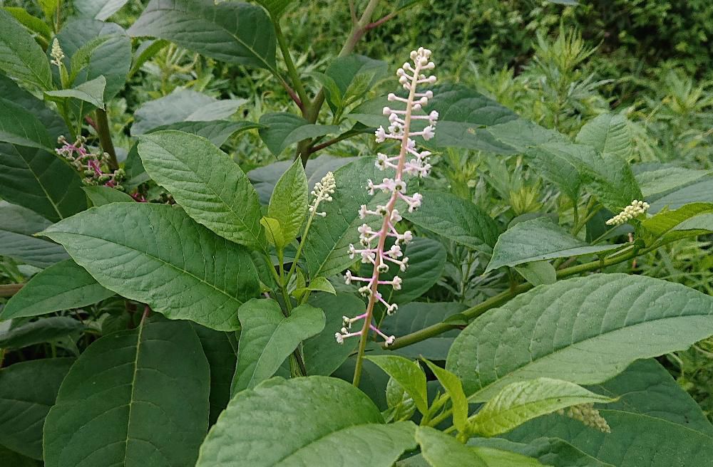 道路や川べりなどあちこちに「ヨウシュヤマゴボウ」の白い花がさいています　　秋の実は濃いブドウ色でどことなくブドウと似ていますが似て非なるものでネットで検索してみますと葉も果実も有毒であることがわかりました　アメリカでかつて安いワインの着色料として使われていた時代もあったそうです　もちろん今は使われていないのは当然です　雑草にもいろいろありますね