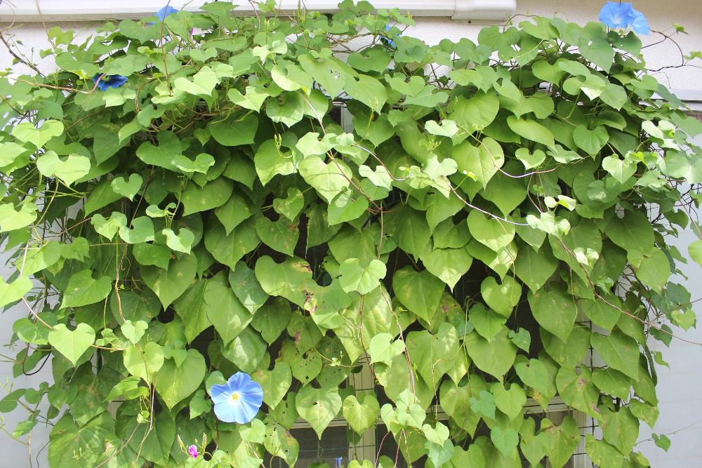 ブログの表紙の写真に今朝は8個の花をつけてくれました　「セイヨウアサガオ」は朝開花するのですが夕方まで咲いていることがあり、１０月ころまで咲き続けるといわれています　その前に葉が茶色になってしまいますがもう少し楽しめそうです　明日は何個咲くのでしょうか小学１年生のように花を数えています