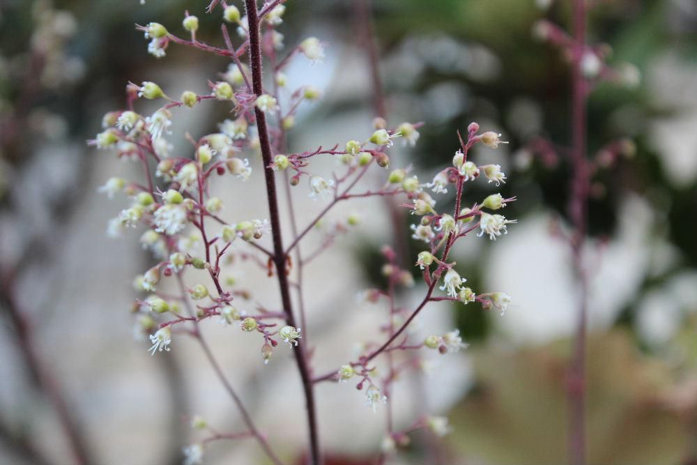 「ヒューケラ」という花が咲いています　決してきれいではなくむしろ葉っぱを楽しむ植物で様々な色の葉があるようです　我が家の「ヒューケラ」はそんなにきれい葉でもないのですがなぜか鉢植えで育てています　