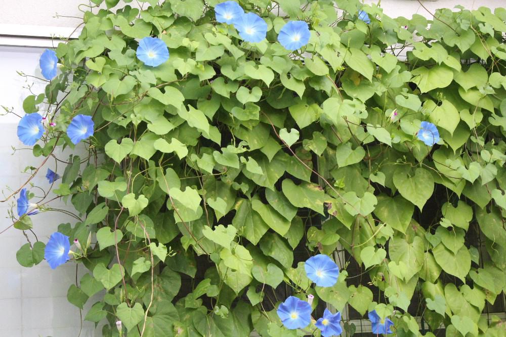 小学１年生のセイヨウアサガオ日記　今朝２３個の花が咲いています