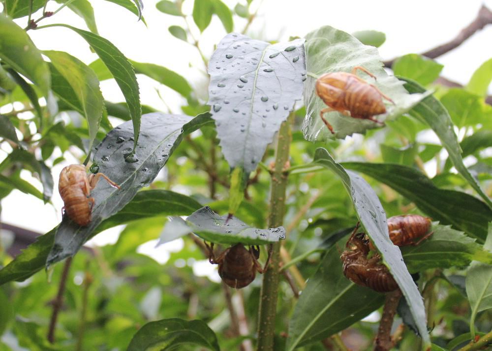 朝から雨が降っており、夏の終わりを感じさせる涼しい気候になりました　庭のレンギョウの枝になんと10匹ちかいセミの抜け殻が残っています　朝になるとけたたましくセミの声が聞こえることがありましたがこれが原因ではと納得しました