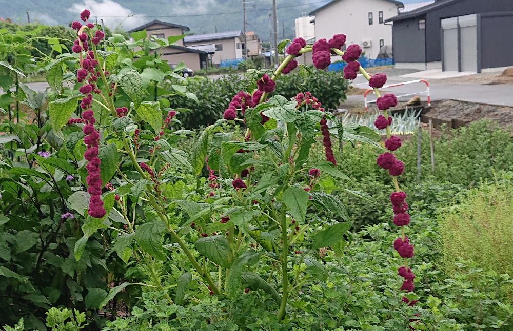 珍しい「ヒモゲイトウ」の花を見つけました　夏から秋にかけて咲く花ですがあまり見かけることの少ない花です