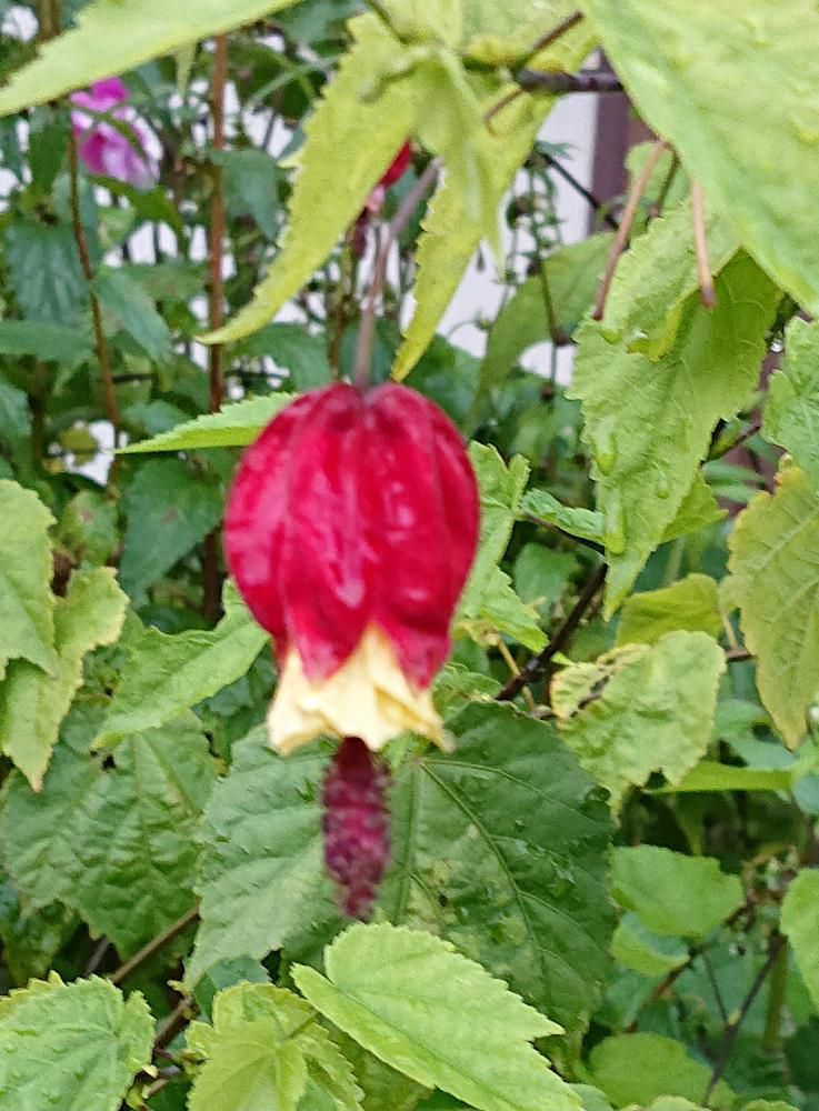 変わった名前の花を見つけネットで調べてみましたら「ウキツリボク」という名前の花であることがわかりました　あまりきれいに撮ることができませんでしたがランプのような形をしており釣りに使うウキのような形にも似てそこから名前がついたのではと勝手に想像しています,