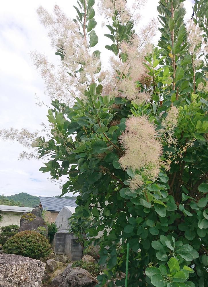 ふわふわとした綿のような穂をつけた「スモークツリー」を見つけました　「カスミノキ」「ケムリノキ」などとも呼ばれているそうです　多くの枝があり秋には桃色　黄色から深紅色まで様々な色に紅葉するということです