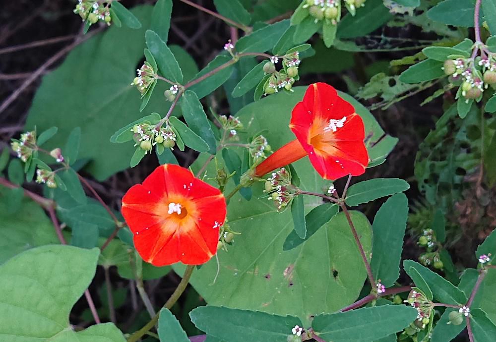 散歩の道ばたのそちこちの鮮やかな赤色の「ルコンソウ（マルバコウ）」の花が咲いています　これまであまり気にもとめなかったのですがたくさん咲いていることに気づきシャッターを切りました　