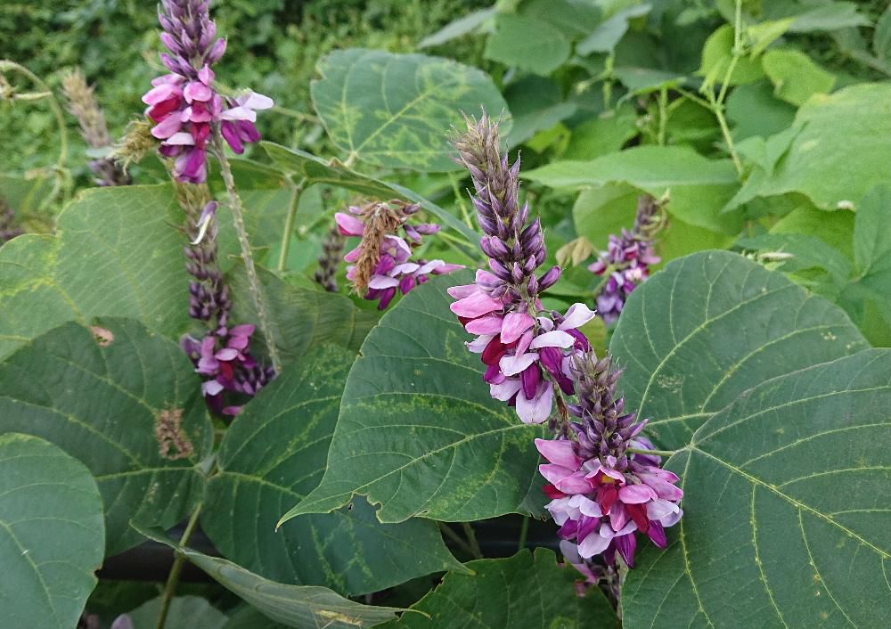 荒れ地や土手、草藪、道ばたなどどこにでもはびこる「クズ」の花が咲いています　秋の七草のひとつに数えられるつる性の植物で赤紫のフジを逆さにしたような花です　葛根湯の原料ともなり和菓子の原料としても知られています