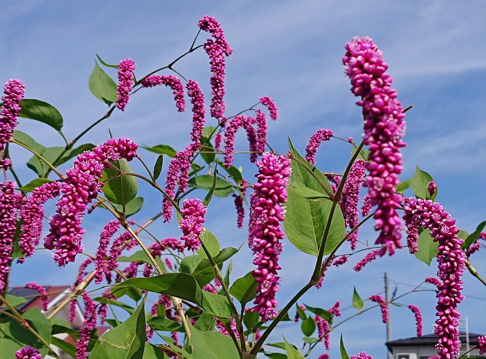 径6ミリから7ミリの紅紫色の小さな花が集まり穂のように咲いている「オオケダテ」が畑に植えられていました　１～２メートルの背丈となり鮮やかなピンク色の花が青空に向かって咲いている様子は見事です　茎に毛が生えていることからこのような名前がついたのでしょうか