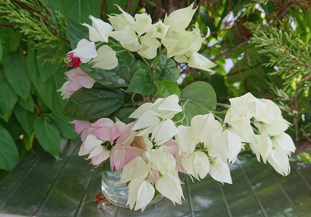 知人の玄関先にこれまであまり見たこともない白い花が咲いていたので撮らせてもらいました「ベンケイカズラ」と名前を教えてもらったのですが、ネットで調べてみると「ゲンペイカズラ」ではないかと思われます　白い花の先に真っ赤な花が咲いており源氏と平家という相いれない赤と白を指して「ゲンペイカズラ」という名前がついたのではと解説がありました　直射日光を嫌い半日蔭や室内できれいに咲く花だそうです
