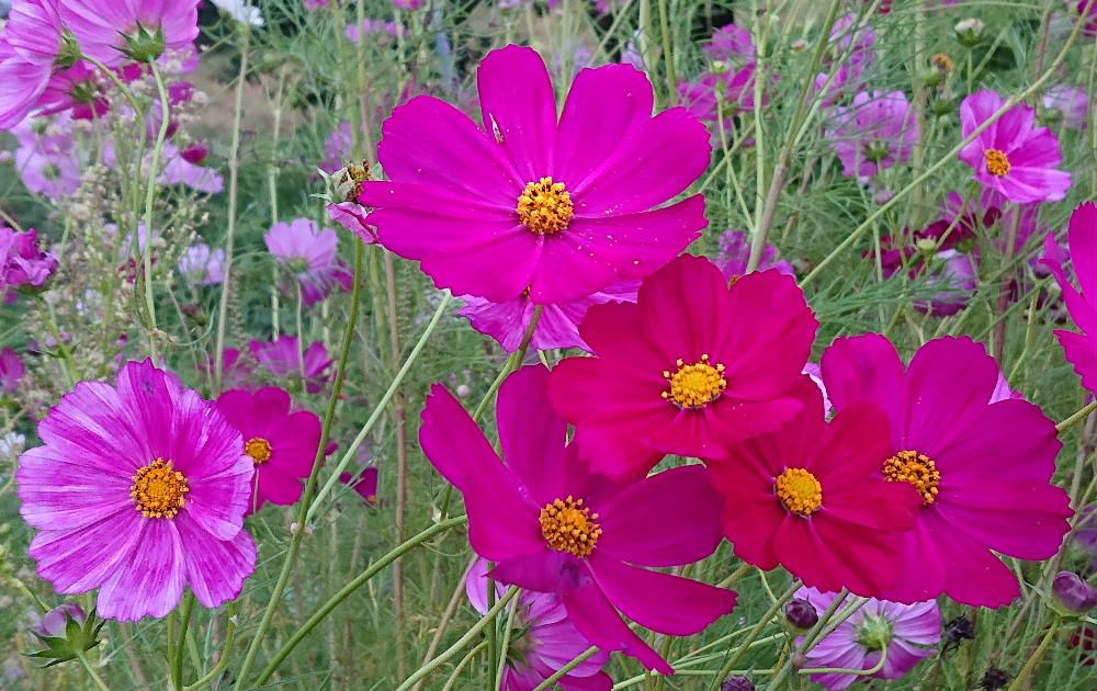 台風が過ぎ去りいよいよ本格的な秋が到来し秋の花「コスモス」がそちこちに咲いています　なんといってもコスモスといえばピンクですが真っ赤な花もきれいです　