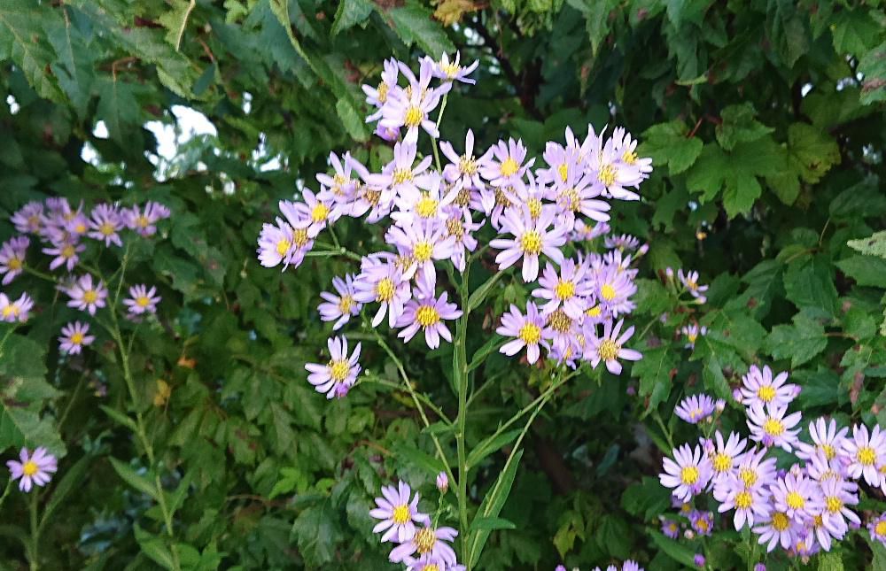 散歩している道のそばに背の高い薄紫色の「シオン」の花が咲いています　草丈が２ｍにもなる野菊の一種だそうです　和名の「シオン」は中国語読みの「紫苑」からきたといわれています　平安時代の古今和歌集の「シオニ」と呼ばれていたのですが、枕の草子や源氏物語では「シオン」と呼ばれていたそうです　ですから昔から咲いていた花ということになります