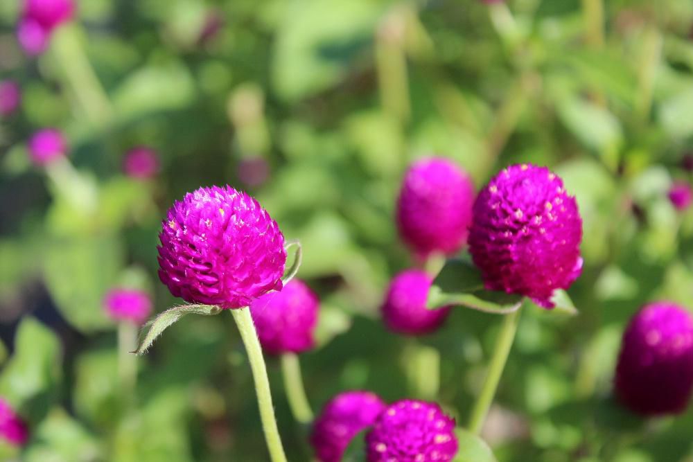 鮮やかな赤紫色の「センニチコウ」が咲いていました　長い期間で花を見ることができることから千日紅という名前が付いたそうです　気づかないでいましたが夏などにもさいていたのでしょうか　
