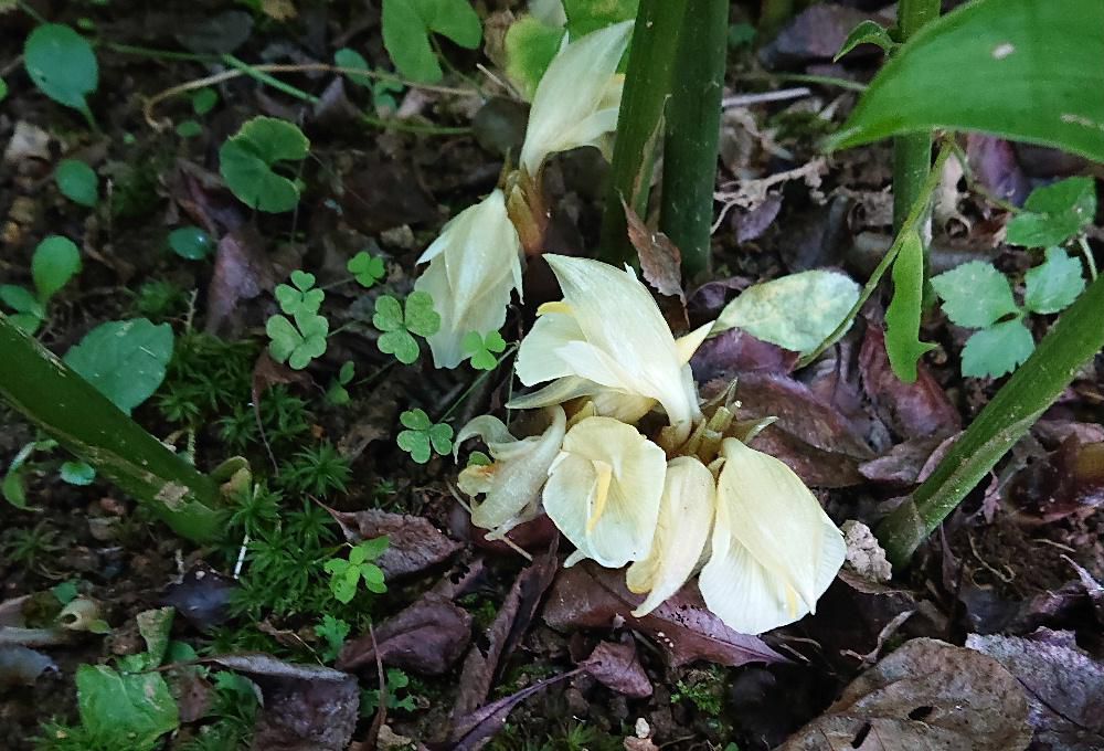 何の花でしょうか　料理の薬味などに使われる「ミョウガ」の花です　そちこちの畑や屋敷の庭によく植えられている「ミョウガ」ですがこんな花をさかせせていることを最近までしりませんでした 