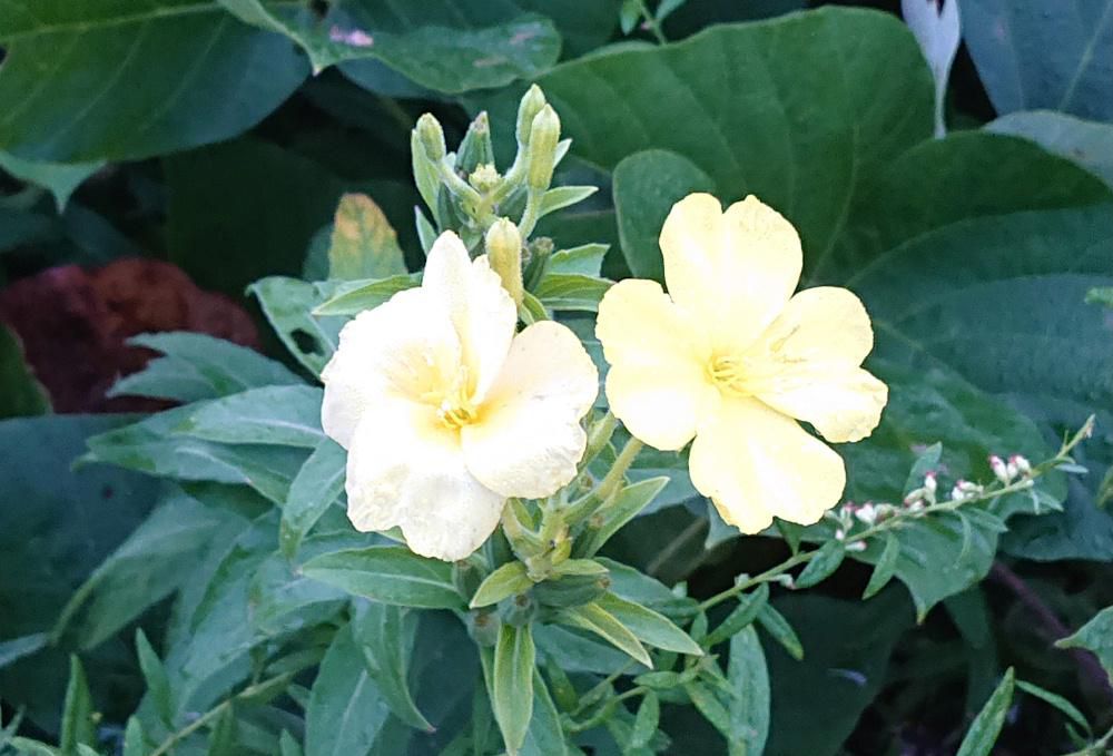 散歩している道ばたに黄色の「メマツヨイグサ」の花が咲いています　「メマツヨイグサ」は道端や荒れ地などどこにでも咲いている花で背丈は大きいものでは２メートルにもなる野草です