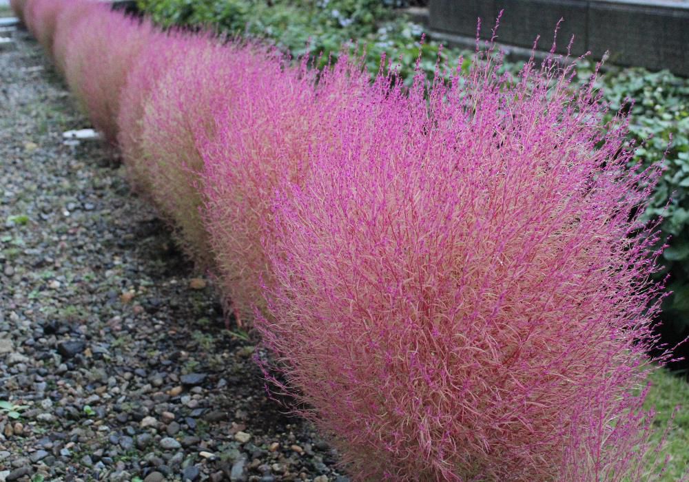 庭の「コキア」が少し色づいてきました　そちこちで見かける草花でこんもりとした夏の鮮やかな緑も素敵ですが秋の赤い「コキア」なんともいえません　毎年種を取って植えているのですが肥料不足でしょうか日照不足（我が家の北の軒下）でしょうかまん丸にならずヒョロヒョロとしています　真っ赤になるまではもう少しかかりそうです