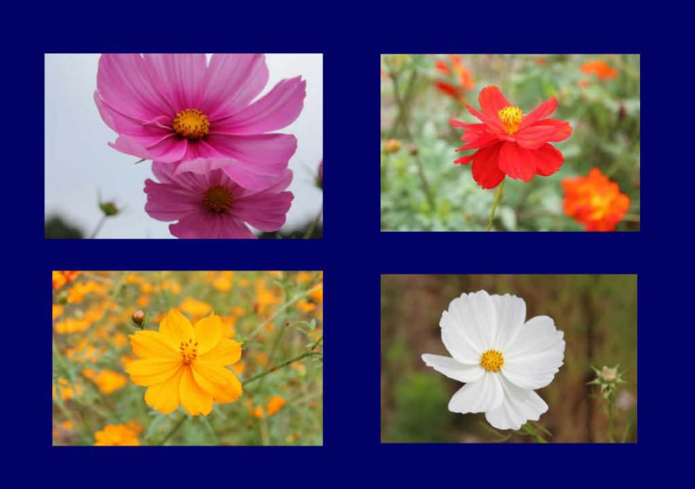 秋の花もいいよ終わりに近づいてきました　コスモスの花がもう終わりを告げるかのように葉が少し枯れ始め花もこころなしか少し元気がなさそうになりました　コスモス四つをちょっとまとめてみました　見納めでしょうか