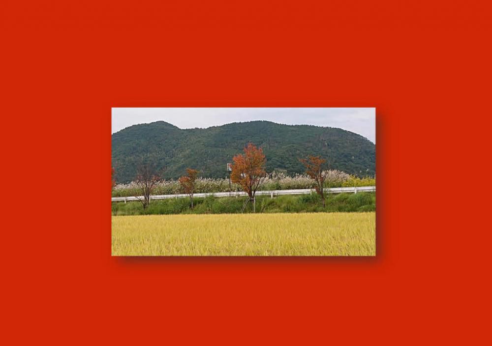 「黄金波打つ稲穂」「紅葉」「ススキ」と秋の山野を三色に彩る風景に思わずシャッターを切りました　まさに秋を象徴するものです　いつも散歩している道ですがあまり気づかなかったのですが秋を感じさせる風景の一つではないでしょうか