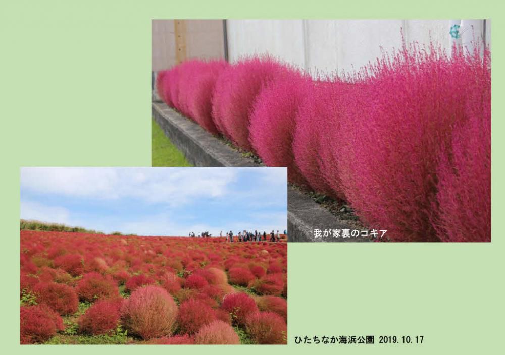 今日からはぐっと冷え込むとの予報です　秋も一層深まり紅葉も一気に進みそうで我が家の裏の「コキア」が紅く色づいてきました　３年前のちょうど今頃茨城県のひたななか海浜公園に「コキア」を見に出かけた時の写真を一緒に載せました　草花は一面に咲いているほうがやっぱりきれいですね