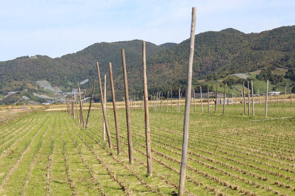 稲刈りの終わったたんぼに稲杭がまだ立ったままです　この辺では杭掛けをして稲を乾燥させる農家が少なくなりましたがこの田んぼは毎年稲を杭にかけて乾燥させています　どんなお米ができるのでしょうか　米の収穫の終わりを象徴するかのような風景に思わずシャッターを切りました