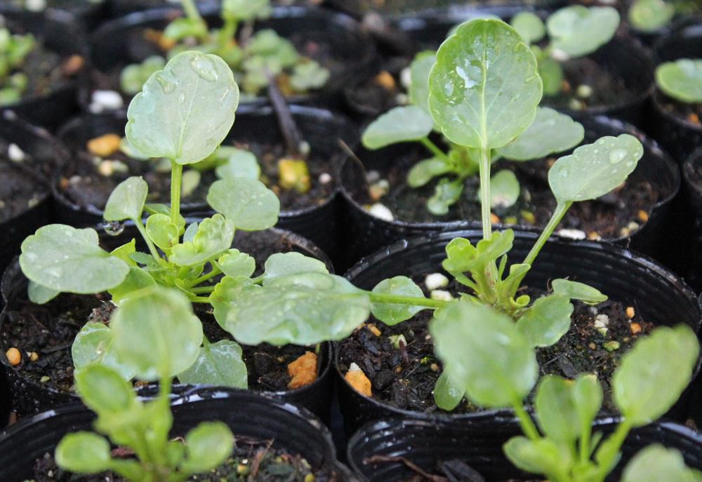 夏に種を蒔いた「ビオラ」がようやくプランターに移植できるようになりました　ホームセンターにはパンジーなど花をつけてたくさが並んでいますが今年は例年になく成長が遅くまだ花をつけていません　寒さに強くカチカチに凍るような真冬でも育つ草花で春になるといっ気に花をつけてくれるのを楽しみに植え付けたいものです