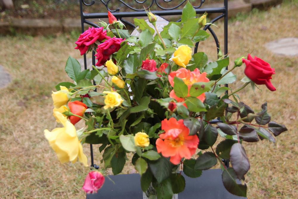 鮮やかに「バラ」が咲き誇っています？　ネコのひたいほどの庭の花木の雪囲いを行おうと咲いている「バラ」の花をすべて切り取って花瓶にさして今年最後のバラを楽しみました　庭はすっかり冬支度です