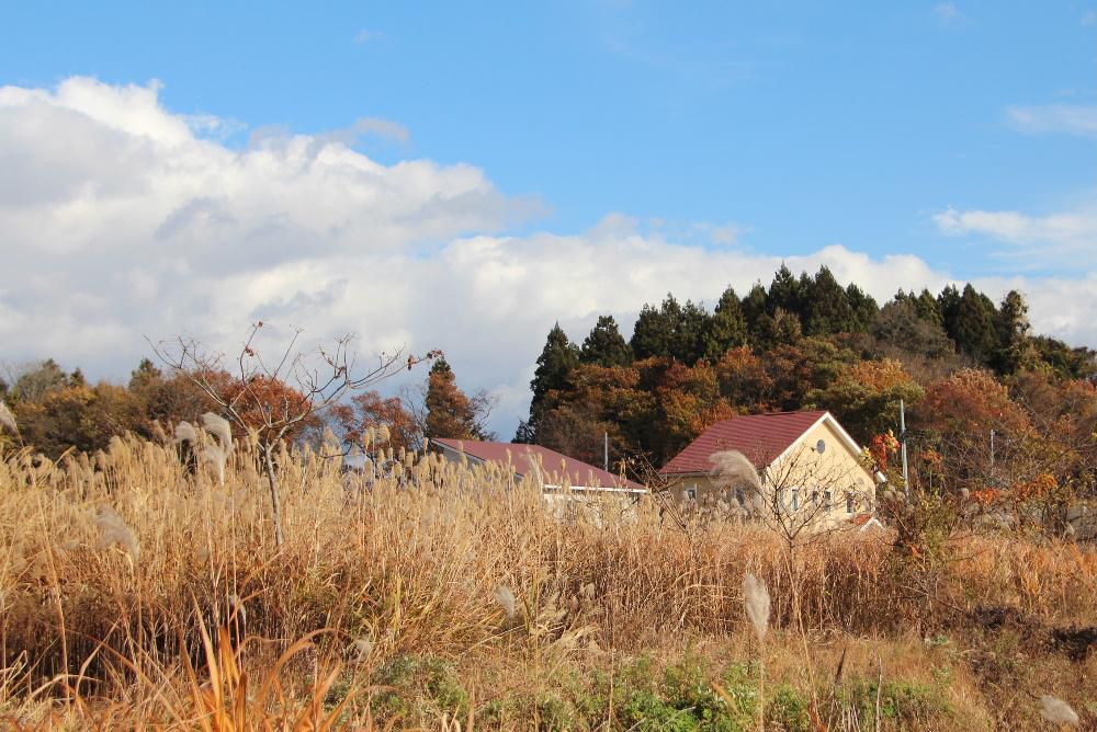 先日俎柳堤で「白鳥」を見つけたのでのでカメラを持ってでかけました　カモがのどかに水に浮いていましたが残念ながら白鳥を撮ることはできませんでした　ですが秋の陽ざしを受けた枯れた草やススキなど晩秋の風景を撮ることができました