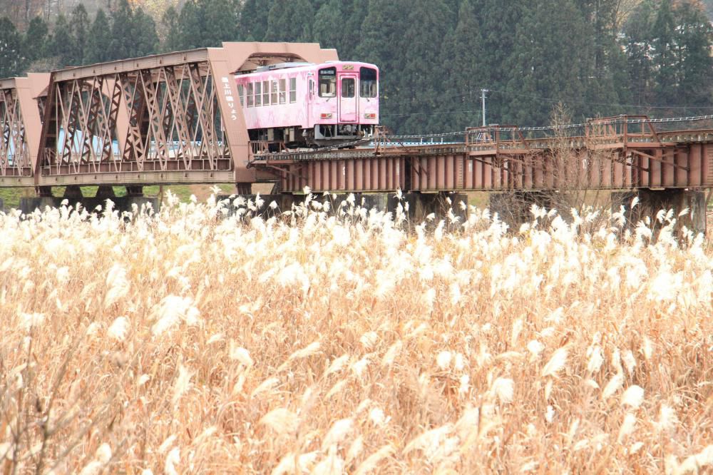 フラワー長井線をテーマに写真を撮り続けている市内宮内の加藤弘一氏の四季折々の写真は郷愁を誘うステキは写真が数多くあります　本人に了解をいただきススキの中を疾走するフラワー長井線を紹介します