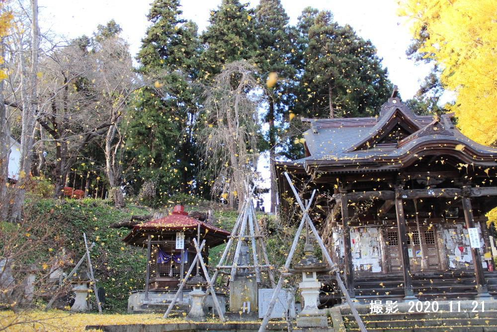 一昨年１１月２１日に撮影した「イチョウ吹雪」です　さらさらとパラパラと黄色のイチョウの葉が舞い落ちてきました　初めて撮った「イチョウ吹雪」です　季節は忘れず私たちにその時々の風景を見せてくれます　２年ぶりでこのブログで紹介します