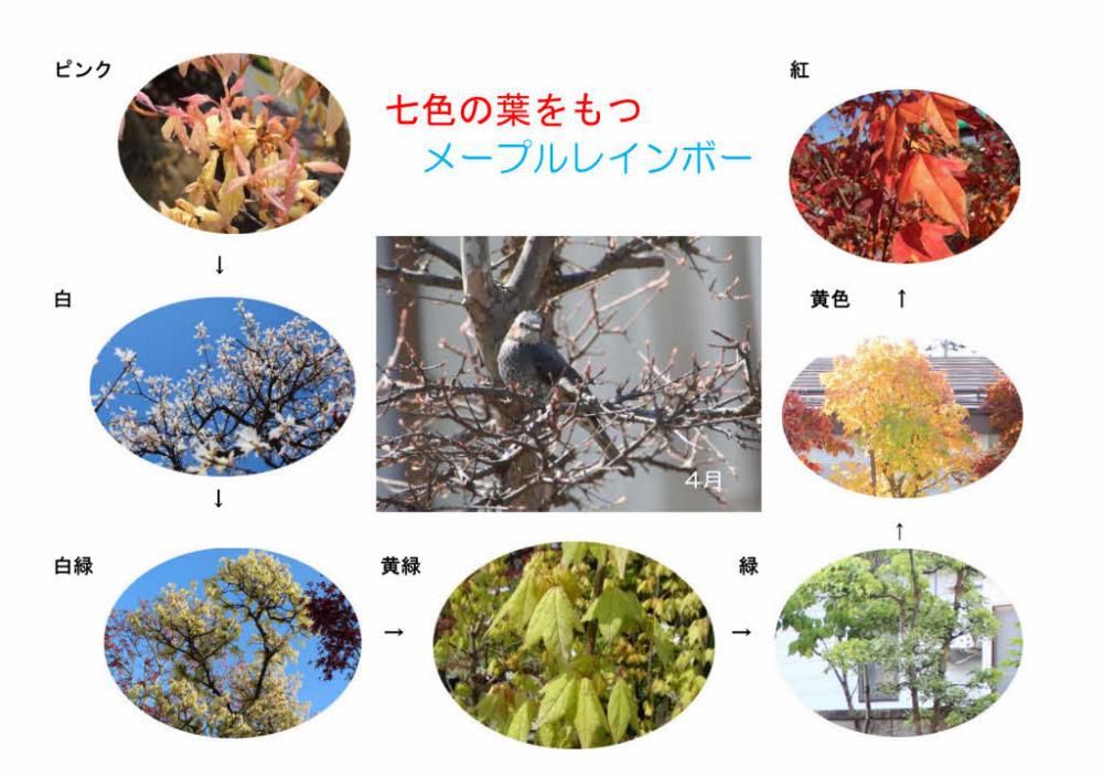 庭に植えている「メイプルレインボー」が最後の１枚の葉を落としました　春４月にピンクの葉をつけその葉が白から黄緑　緑　黄色　橙　紅と七色に変化する木で１年じゅう楽しめます　まさに虹色に変わるモミジです　